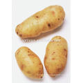 Batatas frescas chinesas bom preço